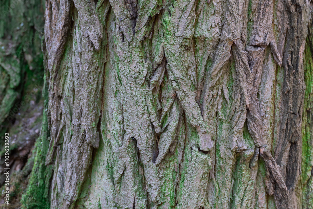 Wall mural Pattern of nature tree bark covered green moss close-up. Intricacy textured moisture effect in forest. Rough surface of brown trunk and lichen. Weathered and rugged bark background of tree trunk.