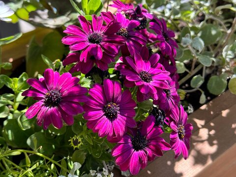 Flowers osteospermum African Daisy.