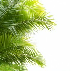 Naklejka premium Lush green palm leaves create a vibrant, tropical aesthetic against a white background, conveying a sense of nature and relaxation.