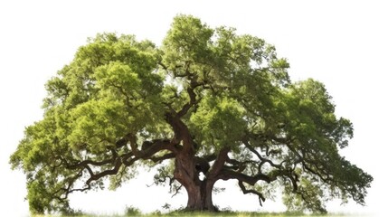 Fototapeta premium Majestic Live Oak Tree: A Symbol of Strength and Endurance