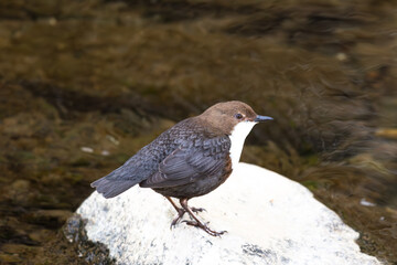 Wasseramsel