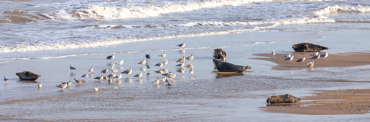 Norfolk UK seals on the coatline