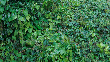 A close-up, textured image of a dense patch of various lush green tropical plants after a rain.
