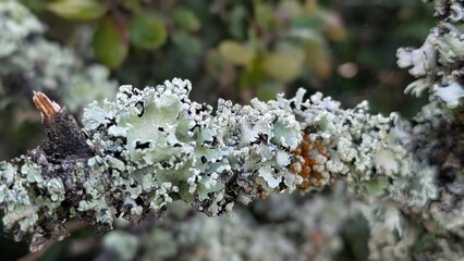 Close-up of a branch covered with greenish-gray lichen, highlighting intricate textures and natural...