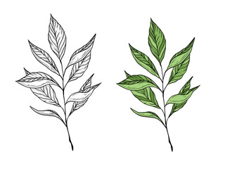 Vector illustration of a branch with tea leaves. Hand drawn linear graphics. Color and black and white variants. Illustration for design and packaging of tea, green, black and oolong tea.