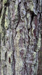 Close-up of tree bark with textured surface and natural patterns, highlighting the rugged details and lichen growth. Perfect for themes of nature and forestry