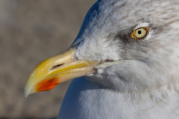 Close-up of the head of a herring gull. The red dot on the beak is clearly visible.