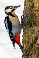 Great spotted woodpecker searches for food on the bark of a tree. Snow forms a white background.