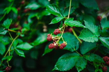 Unripe red blackberry growing in the garden. Selective focus.