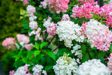 Obraz premium Blooming hydrangea 