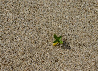 Scenic view of iceberg in Greenland