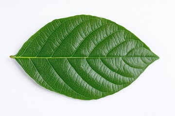 Detailed macro shot of a vibrant green leaf