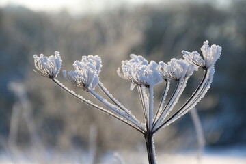 Eisblume in der Natur am Waldrand