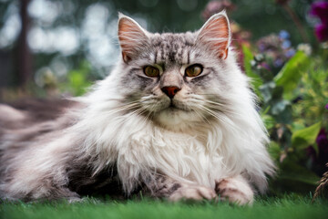 maine coon cat on the grass 