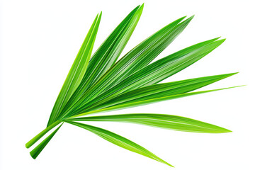 Fototapeta premium Vibrant green palm leaves arranged artistically on white background create fresh and lively atmosphere. Perfect for nature themed designs or tropical decor