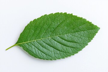 Fototapeta premium close-up of a vibrant green leaf