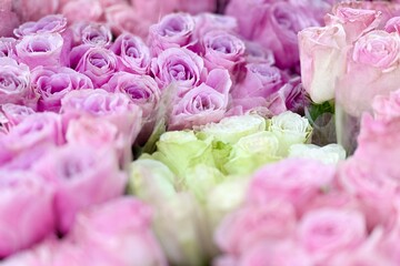 Bright and colorful roses in shades of pink, white and light green. The flowers look fresh and tightly packed. Used for Valentine's Day, weddings.