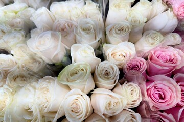 Bright and colorful roses in shades of pink, white and light green. The flowers look fresh and tightly packed. Used for Valentine's Day, weddings.