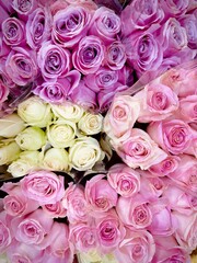 Bright and colorful roses in shades of pink, white and light green. The flowers look fresh and tightly packed. Used for Valentine's Day, weddings.