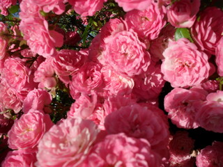 roses