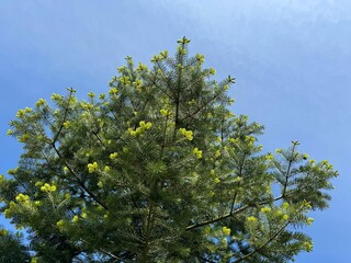 Fir tree evergreen coniferous tree