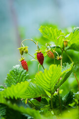 Red ripe wild strawberry on plant in the garden. Selective focus. Shallow depth of field.
