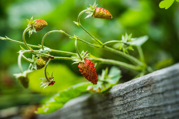 Red ripe wild strawberry on plant in the garden. Selective focus. Shallow depth of field.