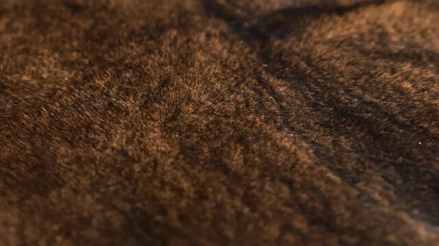 Brown natural mink fur close-up rotates on display. Texture of thick shiny fur close-up.