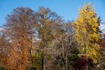 Herbstlich gefärbte Laubbäume