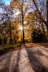 Tief stehende Sonne scheint durch die herbstlichen Bäume