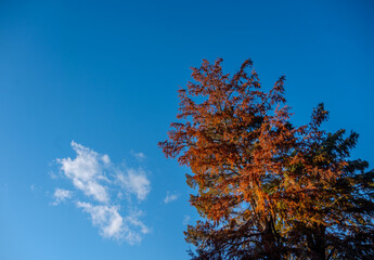 Herbstlich rot gefärbte Baumkrone vor einem blauen Himmel
