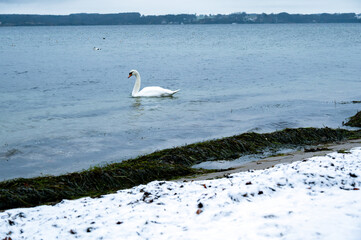 Schwan an einem verschneiten Strand