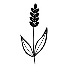 Lavender Flower with Leaf Beautiful Floral Design for Print