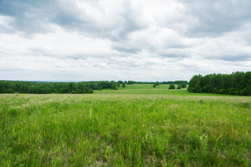 Green summer field. Summer landscape.