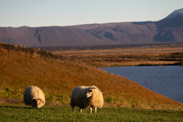 Icelandic sheep grazing peacefully on lush green grass in the countryside