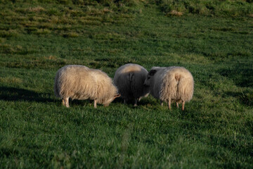 Icelandic sheep grazing peacefully on lush green grass in the countryside