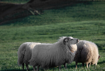 Icelandic sheep grazing peacefully on lush green grass in the countryside