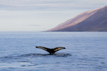 Fototapeta premium Majestic Whale Tail Emerging from the Ocean in Icelandic Waters
