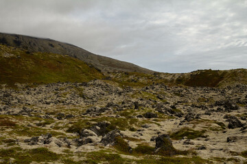 A vast field of vibrant green moss covering the land in Iceland