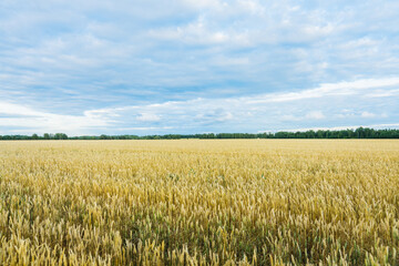 Ripe golden wheat spikelets on the field in warm autumn day. Autumn landscape. Agriculture industry.
