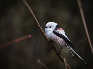 Fototapeta premium Closeup shot Long-tailed Tit (Aegithalos caudatus) Beautifully bird, cute and litlle bird