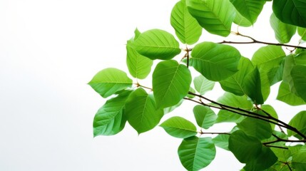 Naklejka premium Vibrant Green Leaves Against a Bright Sky: A Stunning Display of Nature's Beauty