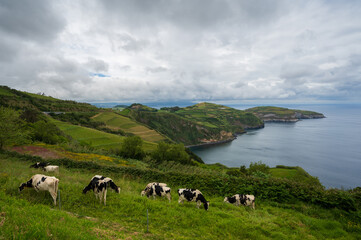 Azores typical landscape with green meadows and cows. graze on the coast of the Atlantic Ocean. Sao Miguel Island, nature tourism and holiday destination.