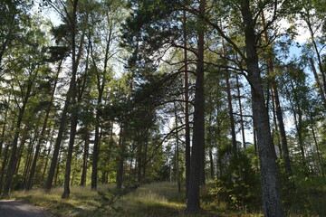 Obraz premium Nuuksio National Park