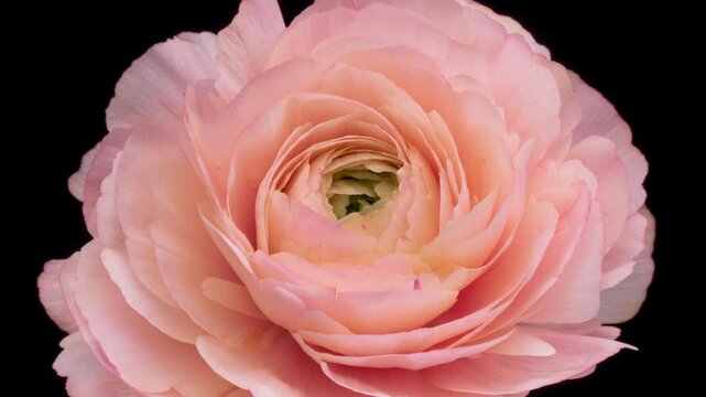 Beautiful pink buttercup (ranunculus) flower opening. Mothers Day concept. Holiday, love, birthday design backdrop