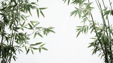 Fototapeta premium Serene Bamboo Branches Against a White Background: A Study in Green