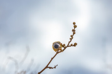 Blaumeise auf Futtersuche