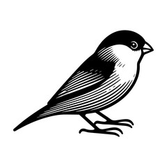 Obraz premium Simple Vector Icon of a Darwin’s Finches– Logo Design Illustration