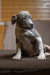 Portrait of a beautiful young purebred Staffordshire Terrier puppy in the studio.