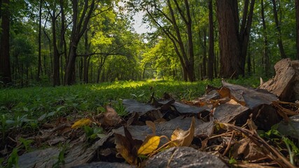Vista serena del suelo del bosque con hojas caídas y trozos de madera, iluminada por la suave luz del sol